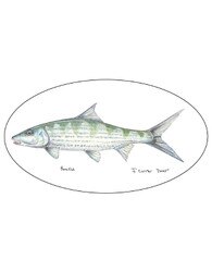 Pescador On The Fly Bonefish Decal in Bonefish